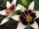 Lilies offer beauty, diversity and fragrance Photo