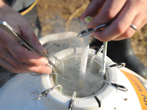 Are Estrous Synchronization, AI Right for My Herd?