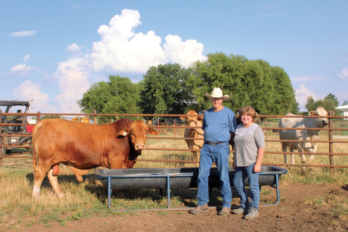 Gaited Horses and Beefmaster Cattle