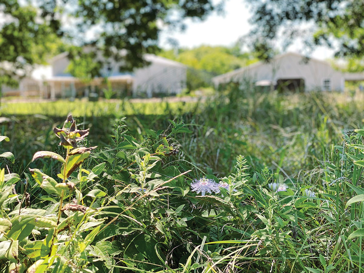 The Legacy of Neosho