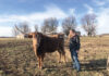 A Long Journey with Longhorn