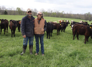 A New Way of Raising Cattle