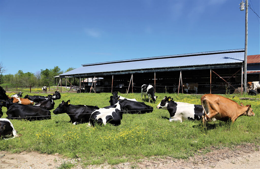 Cattle at Heritage Dairy and Farm in Missouri.
