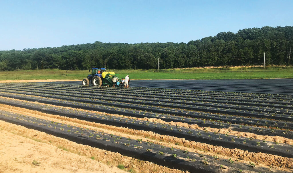 West family planting strawberries at their farm (Whitewater Hollow Farms) in Grove, Oklahoma. Submitted Photo.
