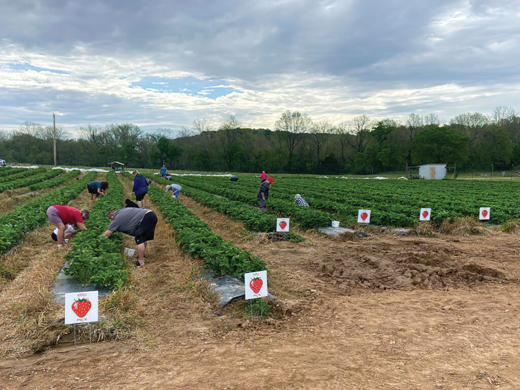 People picking strawberries at Whitewater Hollow Farms in Grove, Oklahoma. Submitted Photo.