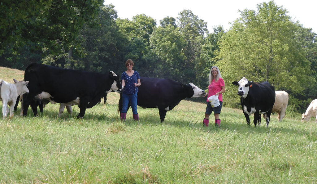 Pat Rogers with her cattle in West Fork, Arkansas. Submitted Photo.