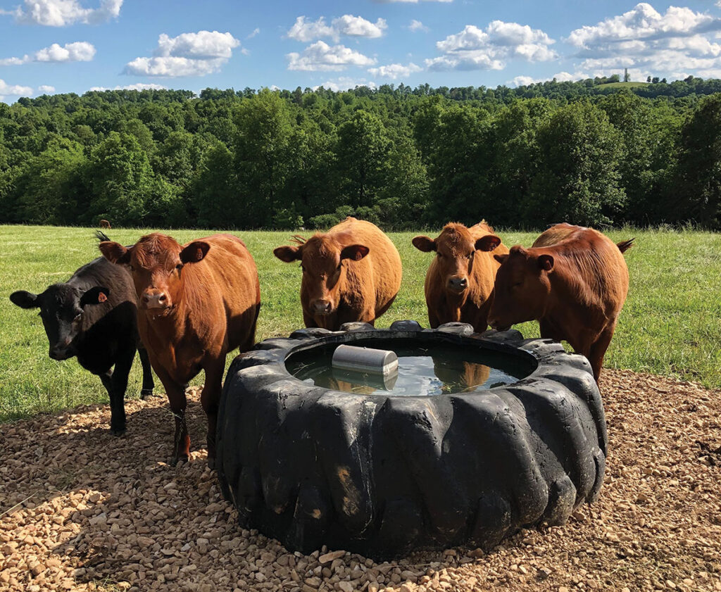 Hagemann Cattle getting a drink of water. Submitted Photo. 