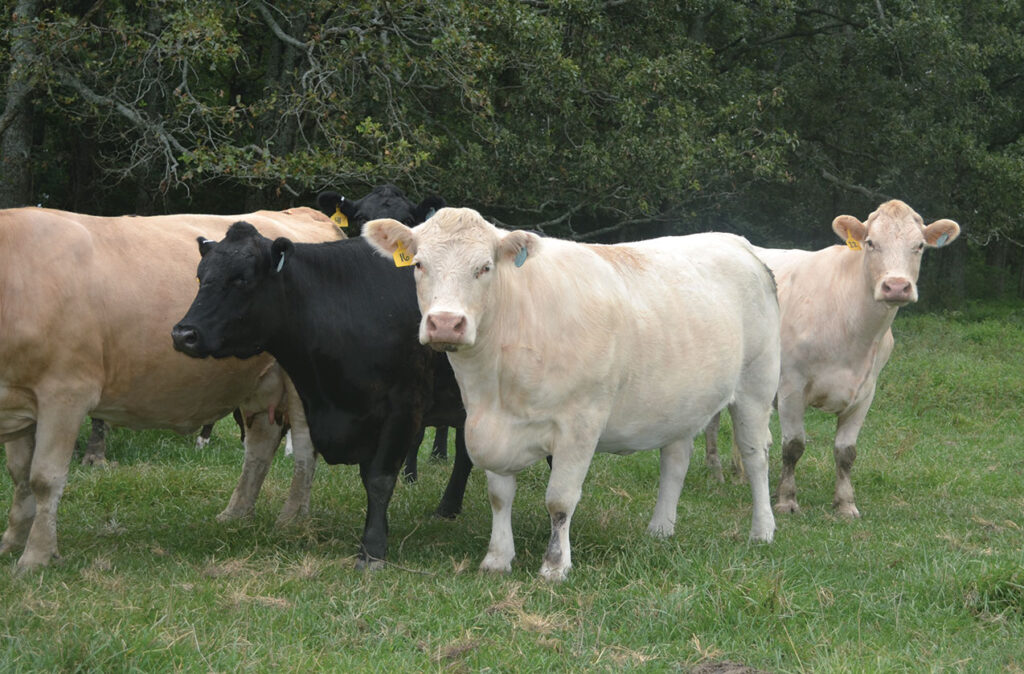 The Wrinkle family Charolais cattle. Photo by Laura L. Valenti.