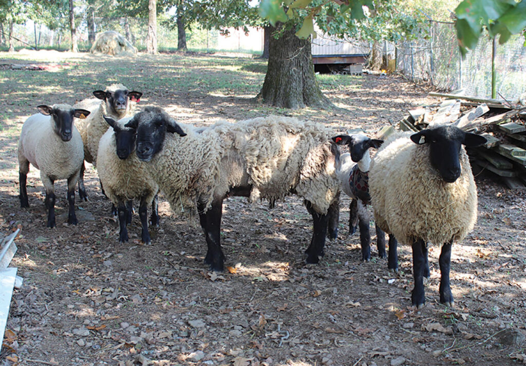 Kalista Altom's herd of sheep. Photo by Larry Burchfield.