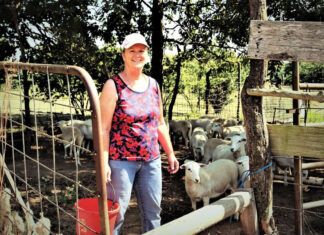 For the Love of Katahdins