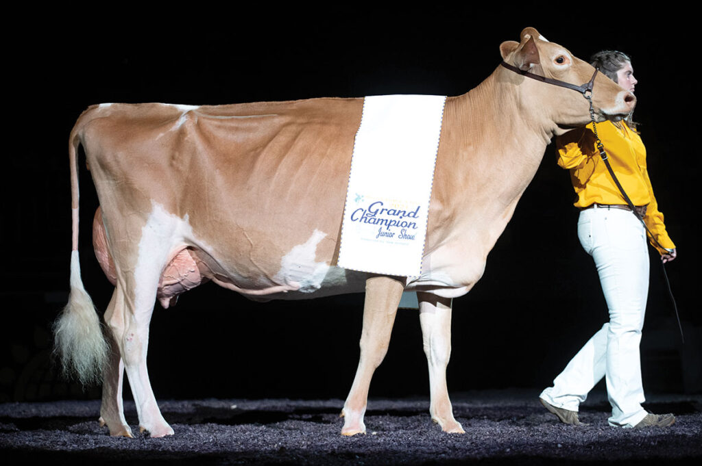 Whitney Yerina with her cow Journey. Photo Courtesy of Cowsmopolitan Dairy Magazine. 