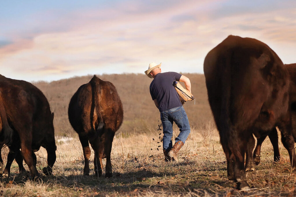 William Rucker of Haskell, Oklahoma feeding his cattle. Williams saw the breeding and development of Wagyu beef as the future for his ranch. Submitted Photo. 