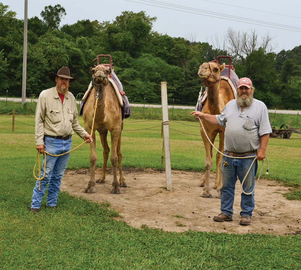 For more than 40 years, brothers Chip and Rod Malchow have raised camels in the Ozarks. Photo by Laura L. Valenti.