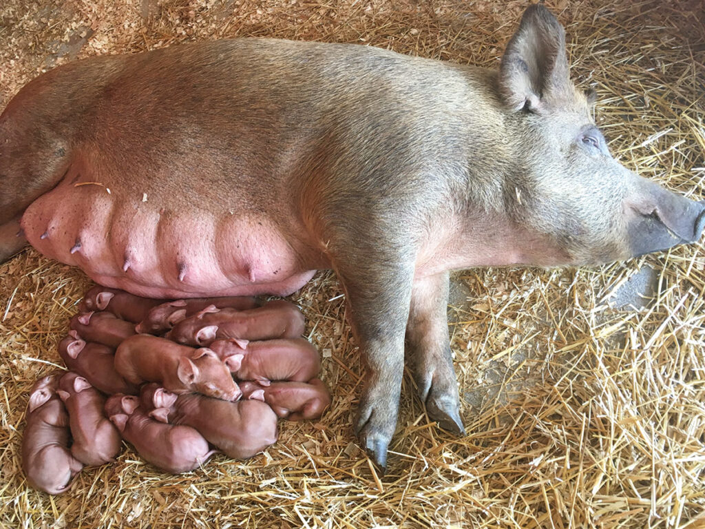 Litter of Tamworth pigs at Bacon Acres Farm in Jay, Oklahoma. Submitted Photo.