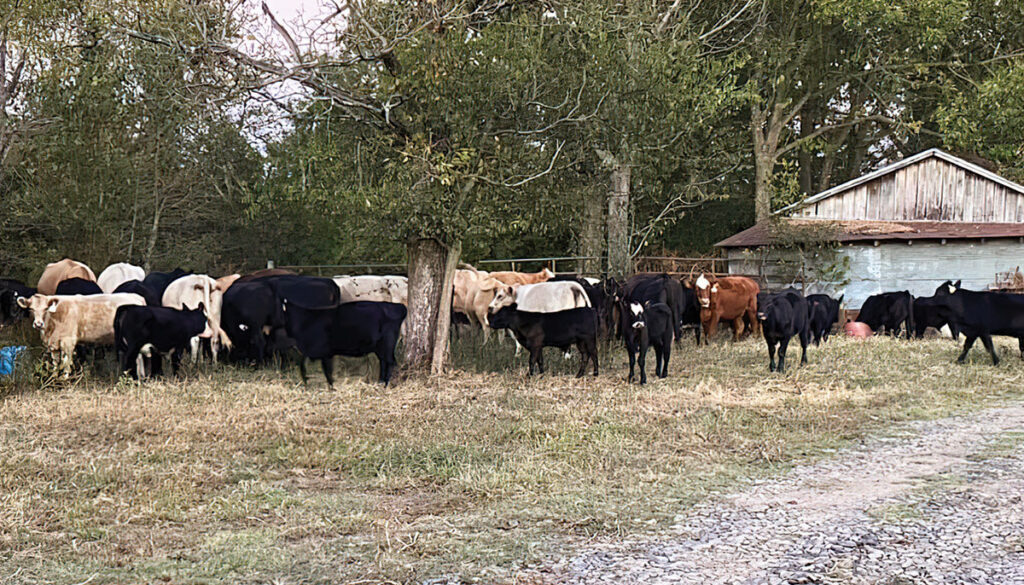 Herd of cattle at Gray Farms in Pottsville, Arkansas. Submitted Photo.