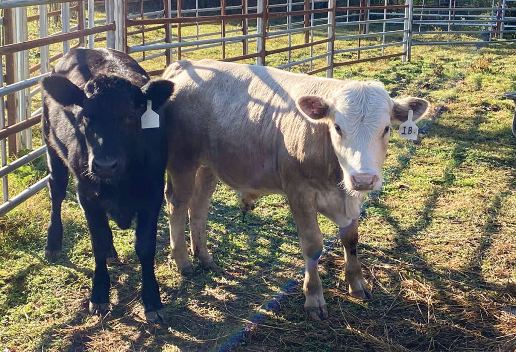 Calves from Gray Farms in Pottsville, Arkansas. Submitted Photo. 