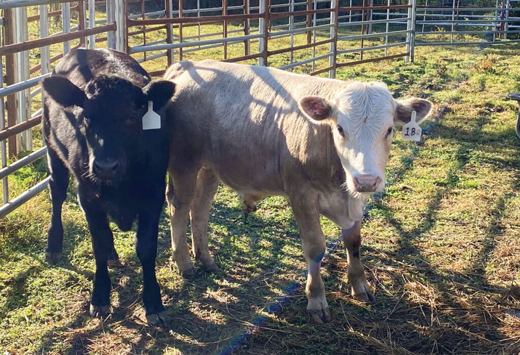 Calves from Gray Farms in Pottsville, Arkansas. Submitted Photo.