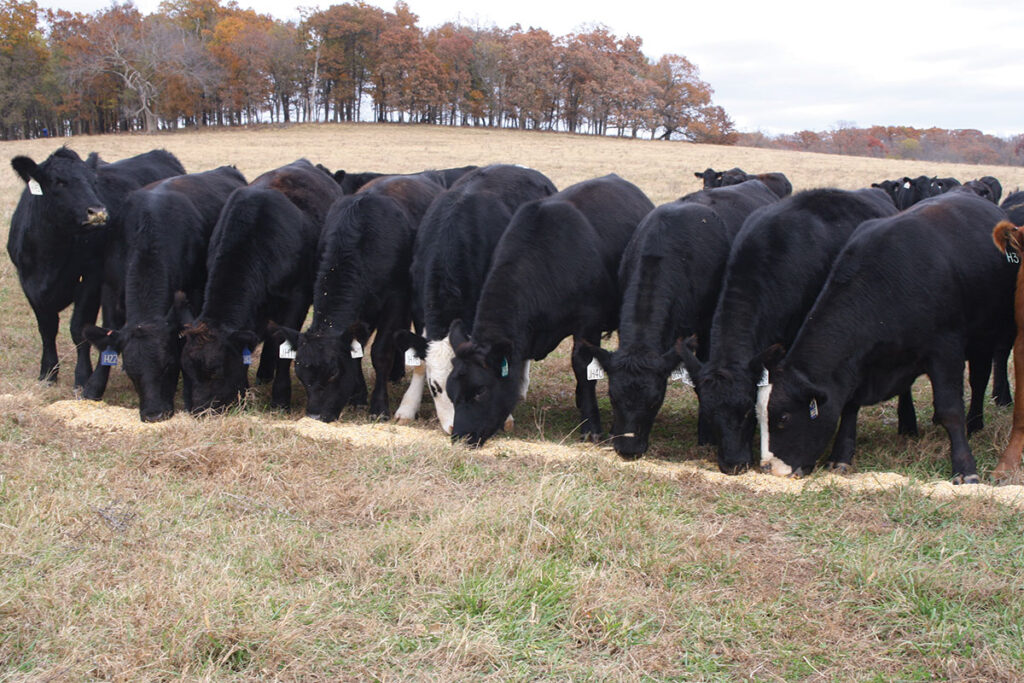 Cattle grazing at JRC Cattle Company in Fair Play, Missouri. Photo by Julie Turner-Crawford.