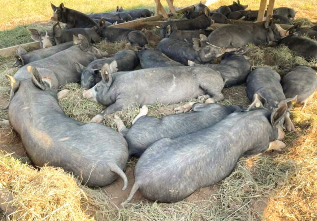 Berkshire pigs resting in the shade at NuVenture Farms in Bois D'Arc, Missouri. Submitted Photo. 