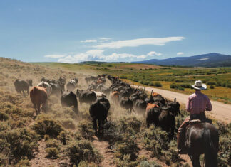 Dreams Can Come True