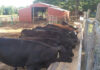The Three Es at 3E Cattle Company