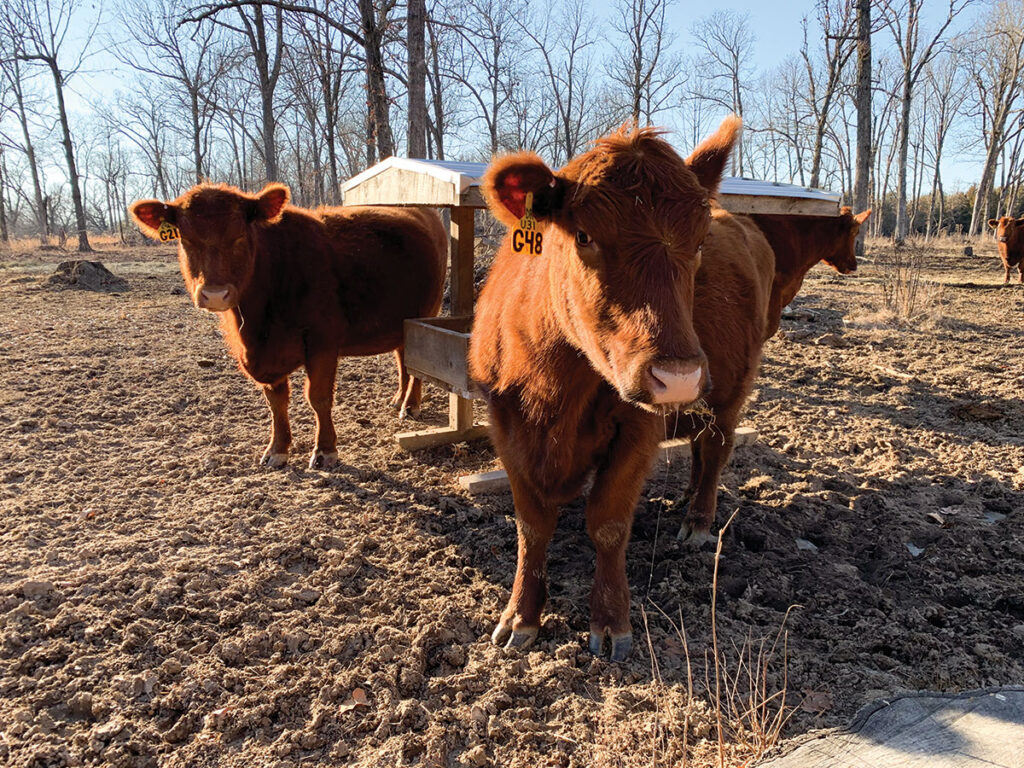 Calvin and Jamie Dryer hope to grow their Red Angus herd to 70 registered females. Photo by Amanda Bradley.