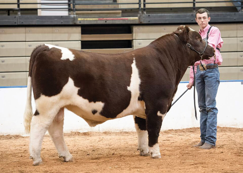 The Lane Cattle Ranch in Jay, Okla., raises show-quality Shorthorns that go on to be profitable, productive animals for customers’ herds. Lane Cattle Ranch owner Will Lane said the easy-going disposition of the breed makes their cattle easy to work with. He also appreciates the material qualities of the breed. Submitted Photo.