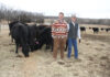 Breeding Cows for the Showring and Pasture