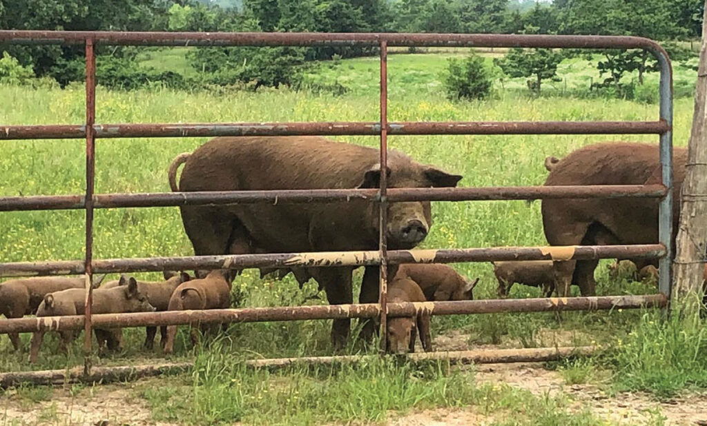 Pasture pigs at Bradford Valley Farms in Damascus, Arkansas. Submitted Photo. 