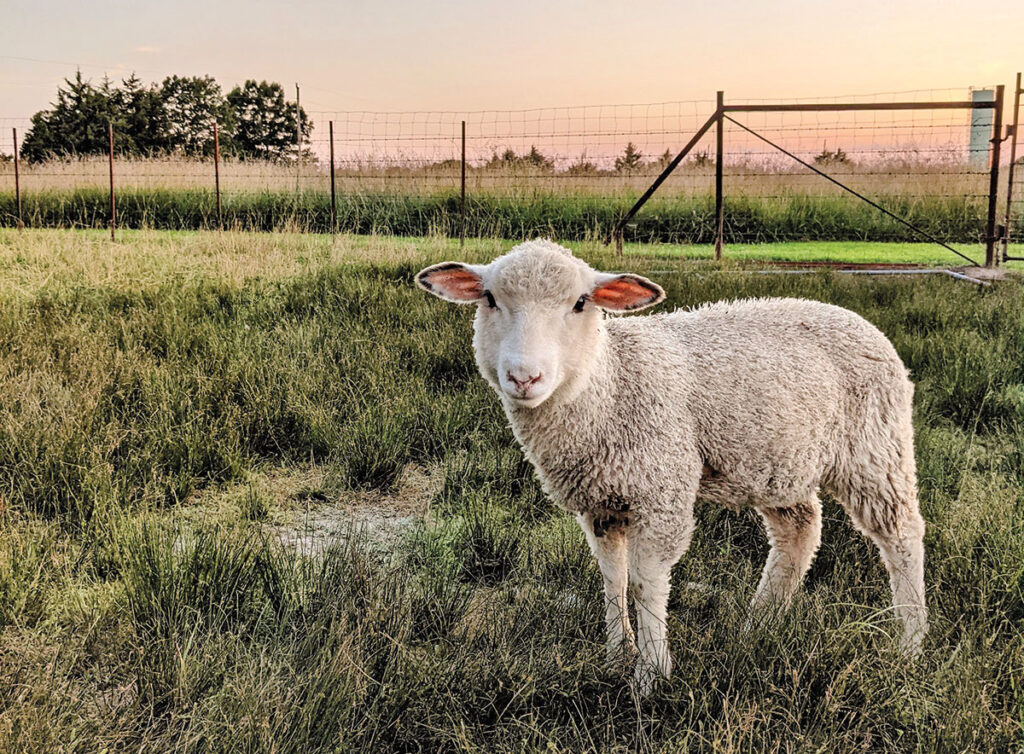 One of Grace Archer's lambs. Photo by Sarah Teubner.