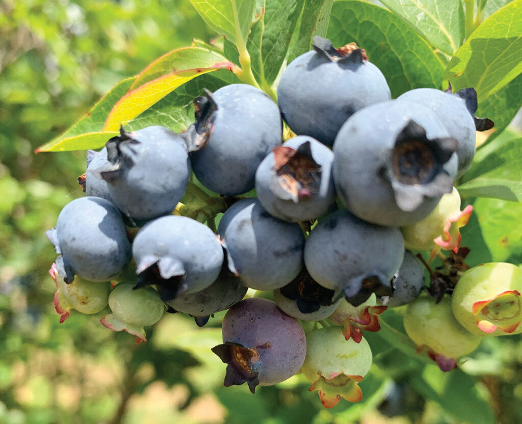 Hatch Farm in Elkins, Arkansas produces 17 acres of blueberries. Photo by Tina Luann Hart. 