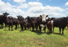 Beefing Up Rate of Gain