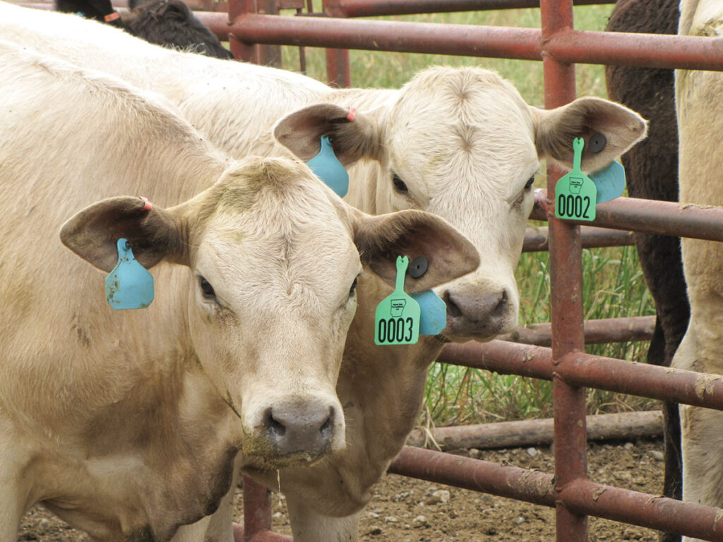 Program gives producers a way to set their pre-conditioned calves apart from others by using a green ear tag. Photo courtesy of the Arkansas Department of Agriculture. 