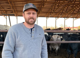 Feeding The Local Beef Economy