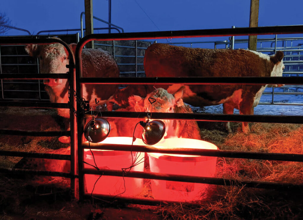 Night time maternity ward for cattle. Submitted Photo. 
