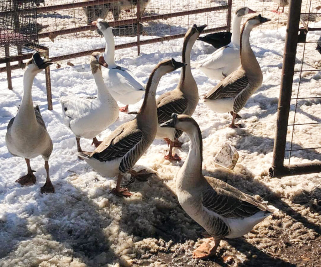 Geese from the Snow Family Farm and Hatchery in Konawa, Oklahoma. Submitted Photo. 