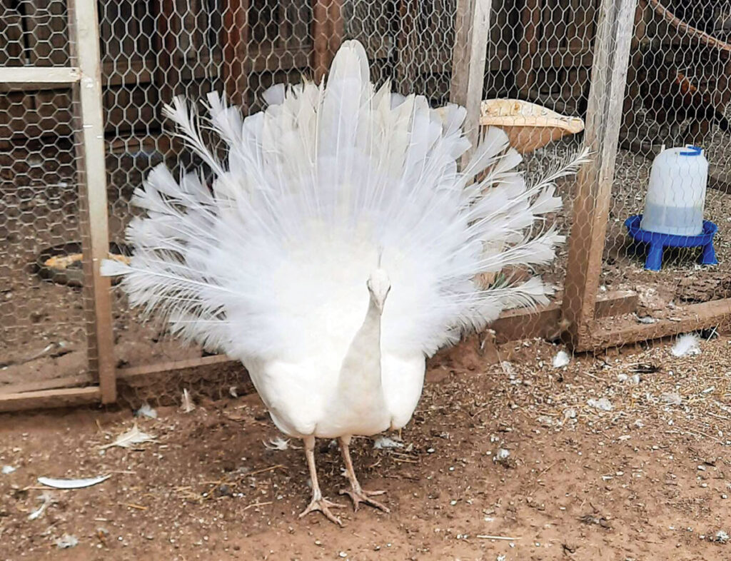 The Snow Family Farm and Hatchery dedicates 2 acres of their farm to raising standard and bantam chicken breeds, as well as other species of birds like this white peacock. Submitted Photo. 