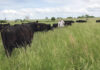 Working to Improve the Soil