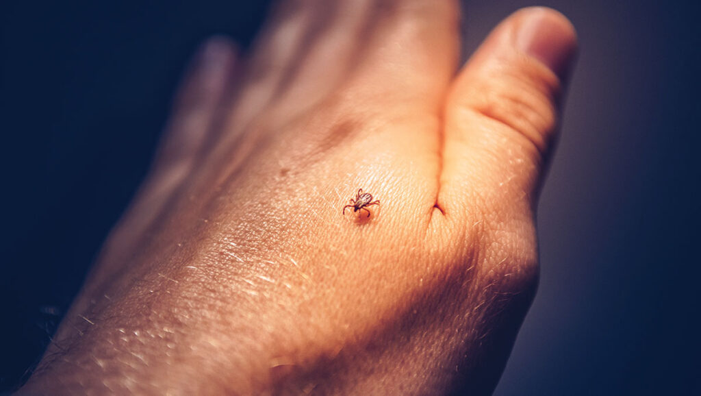 Tick bites can cause a life-threatening food allergy. by Twenty20photos, envato.com