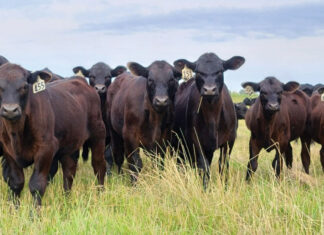 Full Circle at Wilmoth Ranch