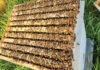 Century-Old Homestead Becomes a Modern Apiary