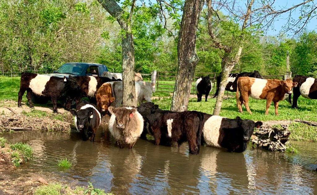 Belted Galloway cattle standing in creek at Recharge Ranch in Bois D' Arc, Missouri. Photo by Jaynie Kinnie-Hout