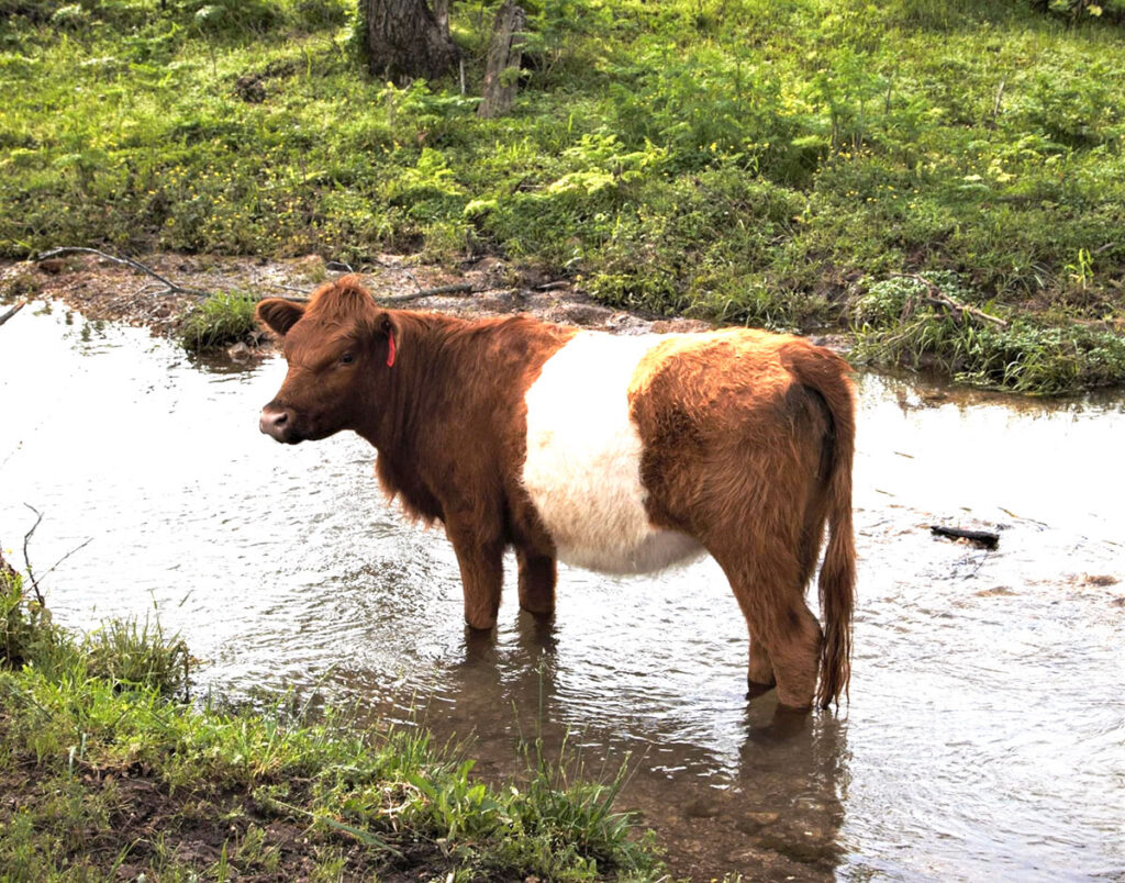 Belted Galloway cow cooling off in the creek at Recharge Ranch. Belted Galloway cattle are also known as Oreo cattle. Photo by Jaynie Kinnie-Hout. 