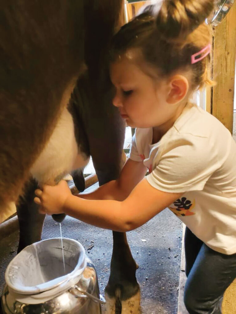 Little girl milking a cow at the Dogwood Hills Guest Farm in Harriet, Arkansas. Submitted Photo. 