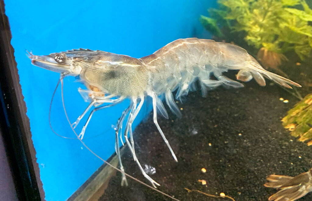 Close up of shrimp. Submitted Photo.