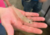 Changing the Family Farm