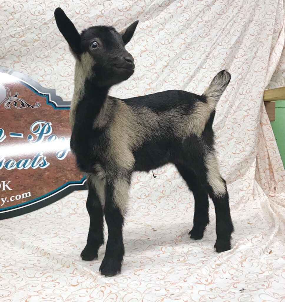 Rae-Kin-Pey Dairy Goats goal is to raise dairy goats that are excellent representatives of their breed, being productive in the milk parlor and performing at the highest levels in the show ring. Submitted Photo. 