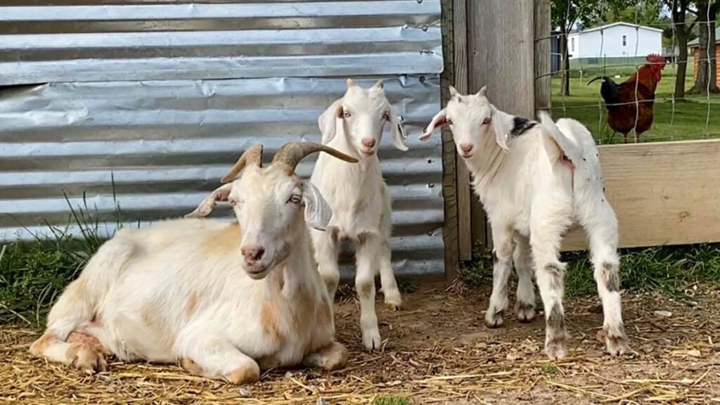 Kiko goats are known for being hardy and parasite-resistant with excellent maternal traits. Submitted Photo. 