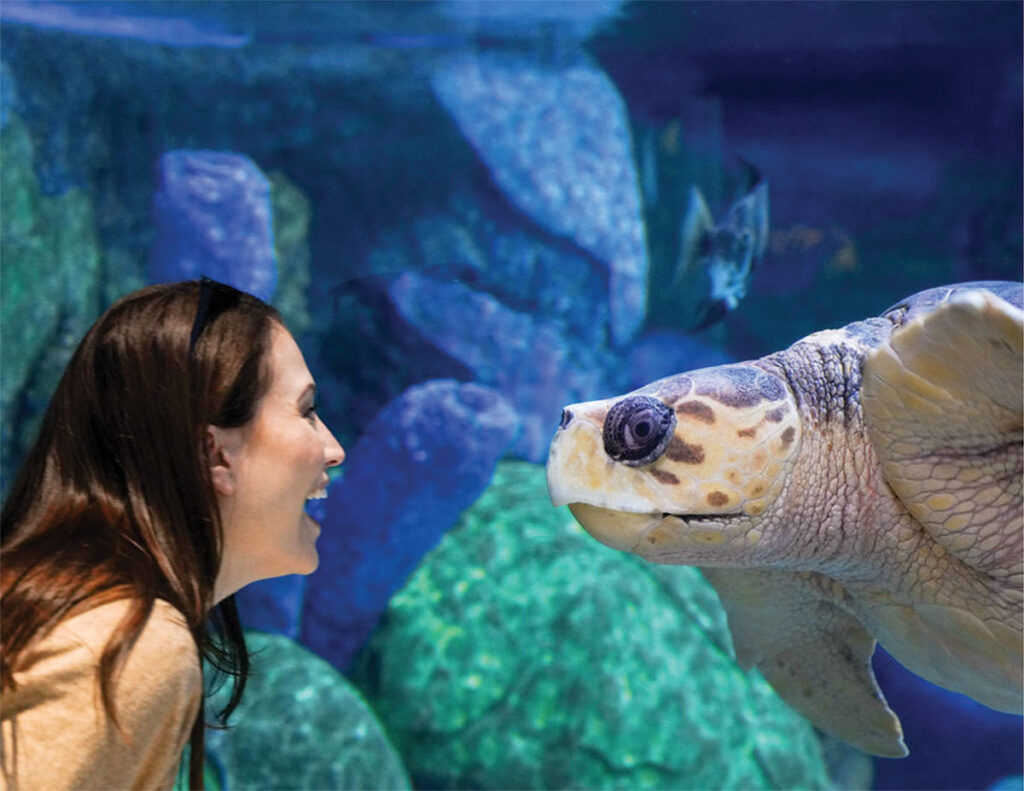 Lady and a sea turtle looking at each other. Sea Turtle Island is home to two loggerhead sea turtles rescued from Virginia Beach, Virginia. Submitted Photo. 