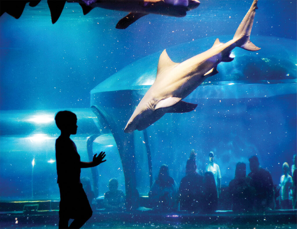 Closeup of a shark at the Oklahoma Aquarium. The Oklahoma Aquarium is home to the largest collection of bull sharks. Submitted Photo.